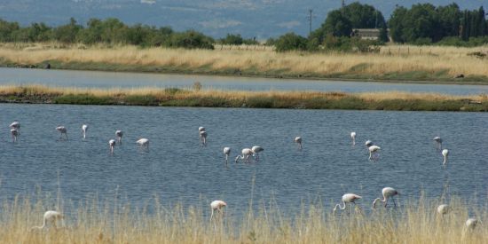 Flamingo's in de golf van Kalloni op Lesbos